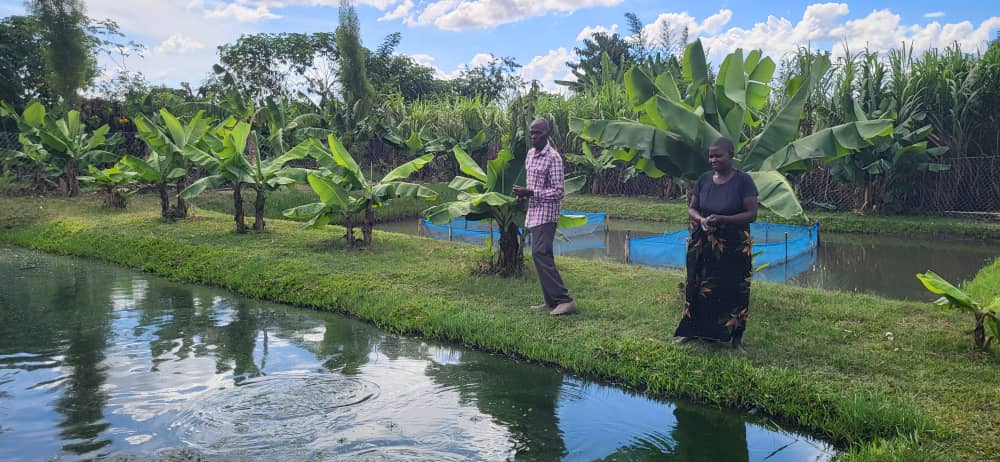 SAF Sitiphano Chiphazi